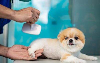 Tips for Grooming Your Pet