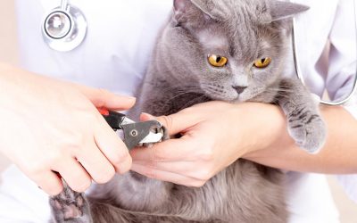 How To Safely Trim Your Pet’s Nails